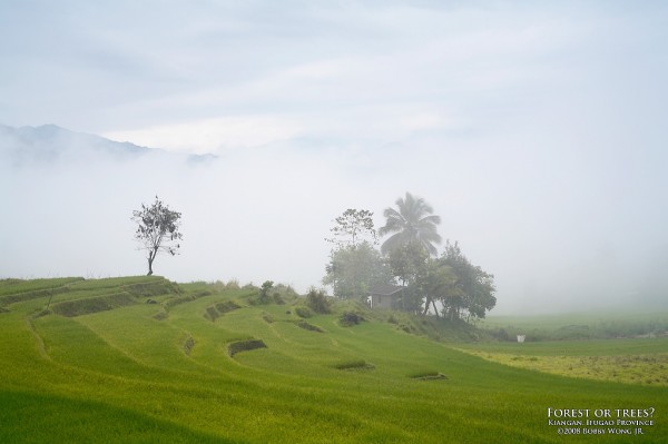 "Forest or Trees?" ni Bobby Wong, Jr. (www.postcardsfrommanila.com)
