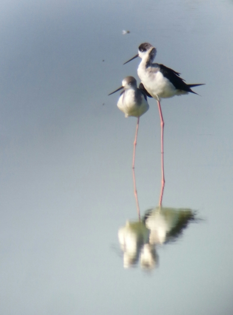 Black-winged Stilt (Himantopus himantopus)