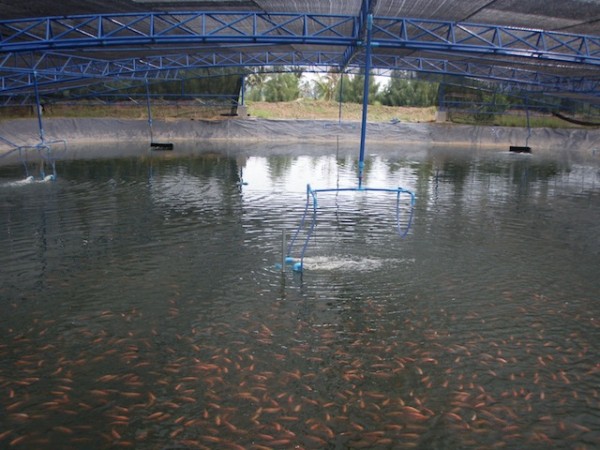 Punong kang tilapia. 