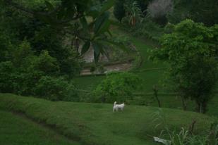 Ang uma antes ang suba. 