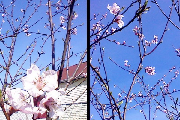 Peach blossoms. 
