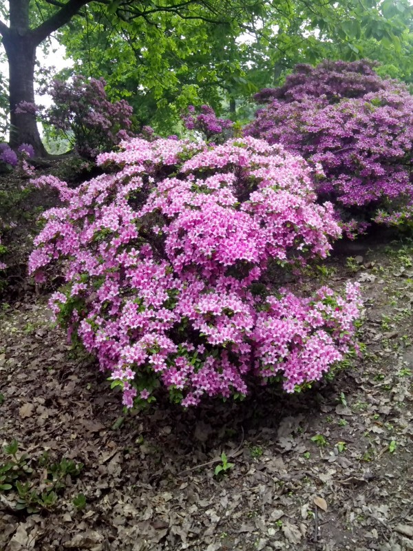 Mga bulak sa summer.