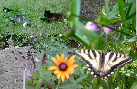 Ang mga kuti nga sanday Lex, Bob, kag Egypt, kag ang mga bulak kag alibangbang. 