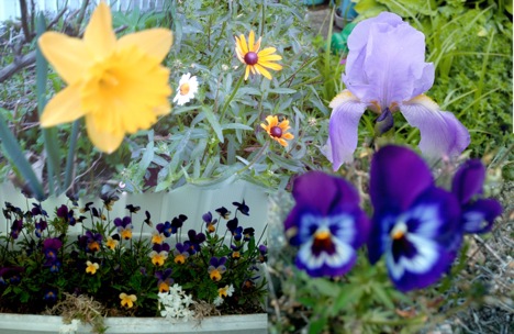 Daffodil/Daisy/Sweet cone flower/ Iris/Johnny Jump Up/Pansy      