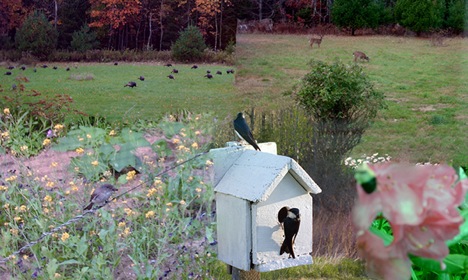 Mga turkey, deer, pispis, kag buyog. 