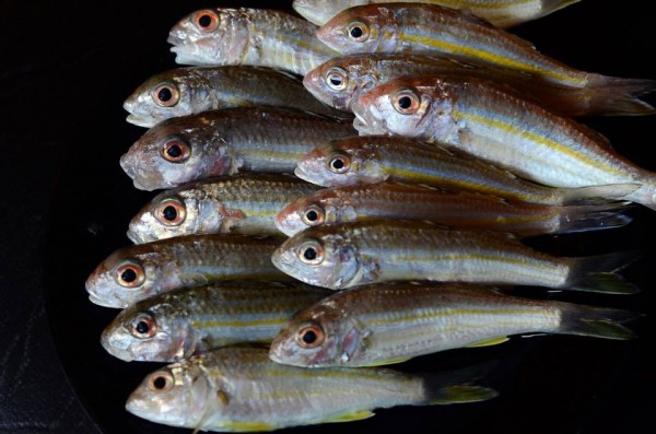 Litrato: Cocoy Sexcion /Facebook Album