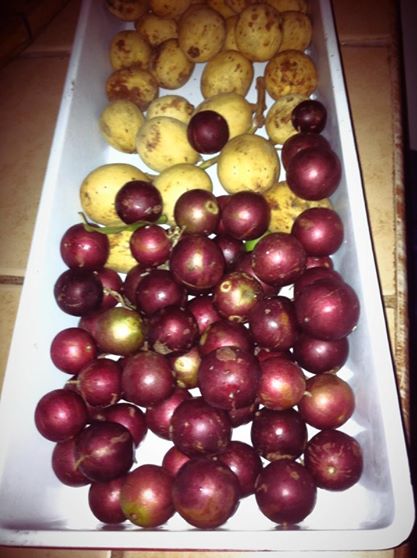 'Lanzones kag Sarale' /Pearl Joy Asenjo