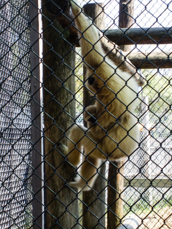 Monkey sa York /Nay Elma