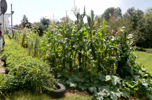 Ang mga mais kag iba pa nga tanum sa akun hardin. 